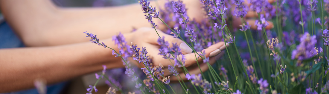 Plantas de Bajo Mantenimiento para un Jardín Hermoso Todo el Año