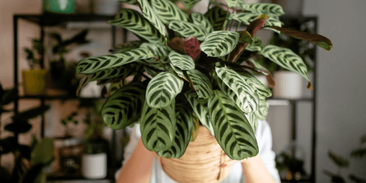 Planta calathea | Al Solar Vivero