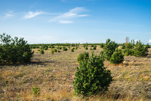 Sembrado futuro | Al Solar Vivero