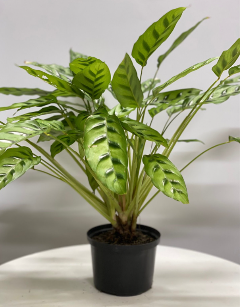 Calathea Diez Mandamientos - Al Solar