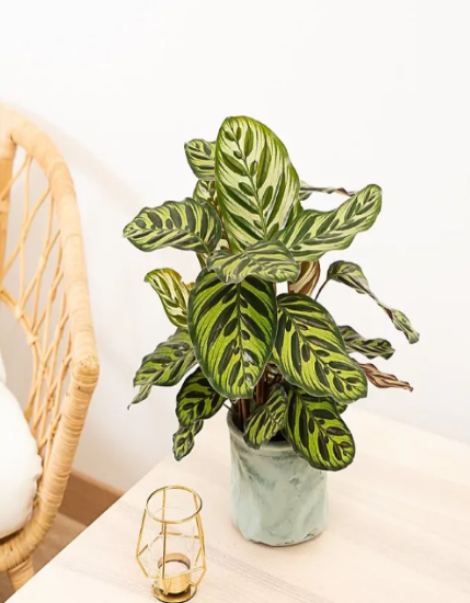 Calathea Makoyana - Al Solar
