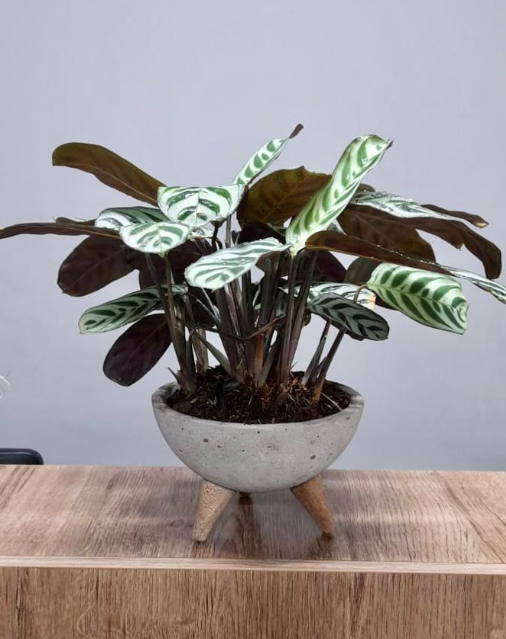 Calathea Makoyana - Al Solar