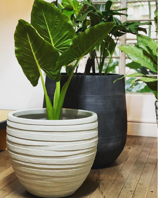 Alocasia Oreja de Elefante - Al Solar