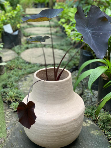 Mafafa Morada o Bore - Al Solar