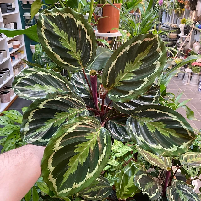 Calathea medallon - Al Solar