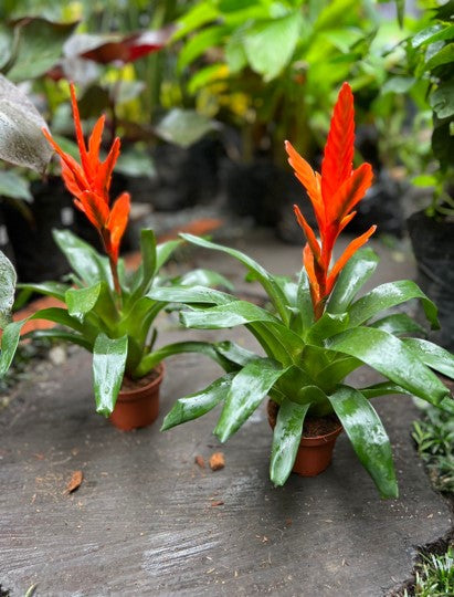 Bromelia guzmania sky - Al Solar