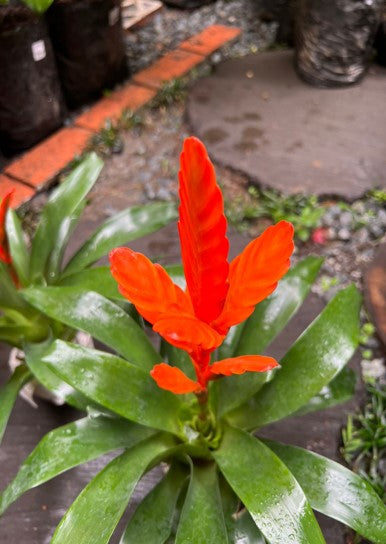 Bromelia guzmania sky - Al Solar