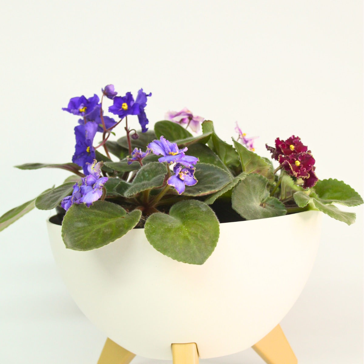 Bowl de Flores - Al Solar Vivero