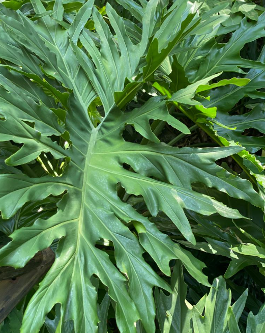 Philodendron Selloum - Al Solar