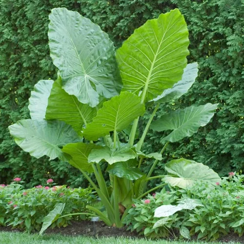 Alocasia Oreja de Elefante - Al Solar