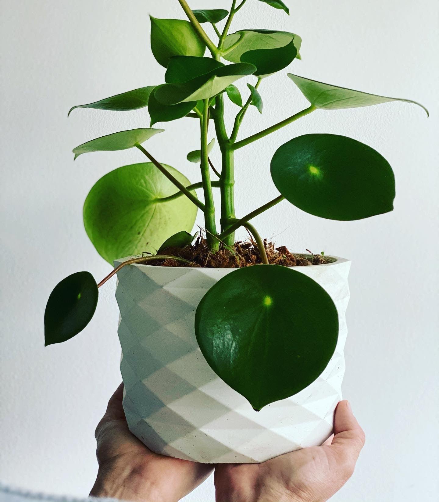 Peperomia Cucharita - Al Solar
