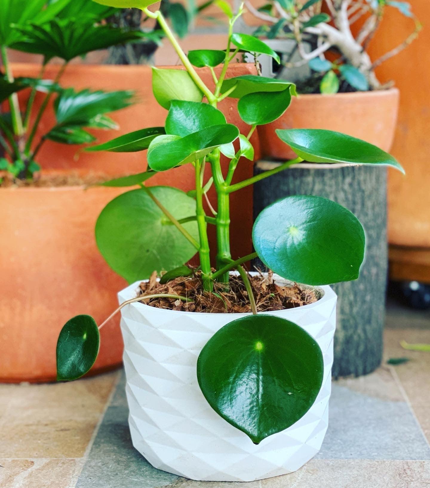 Peperomia Cucharita - Al Solar