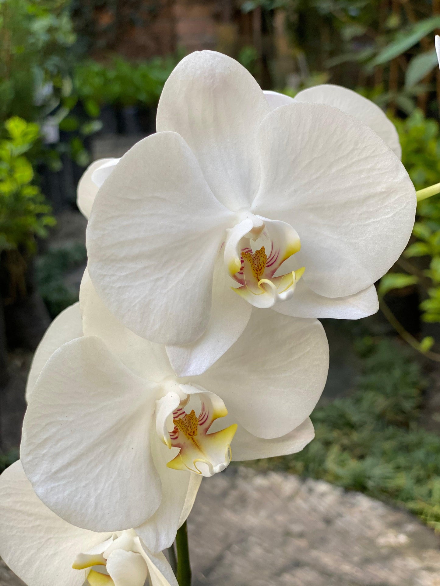 Orquídea Phalenopsis - Al Solar