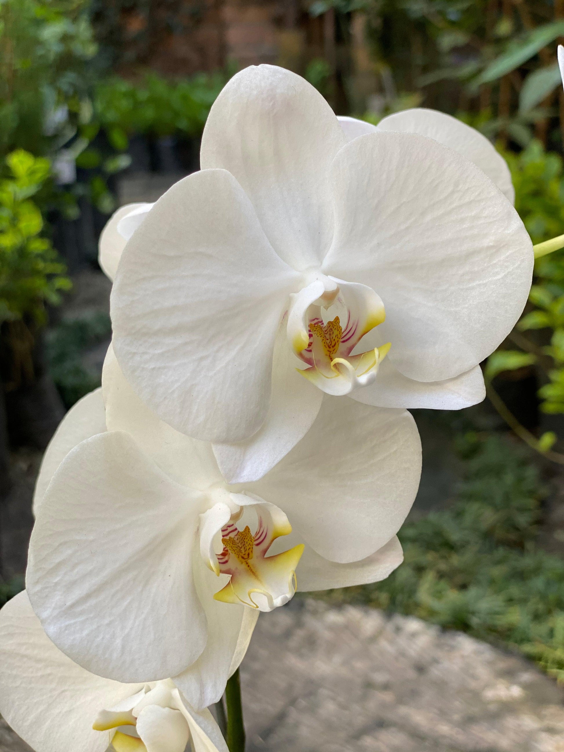 Orquídea Phalenopsis - Al Solar