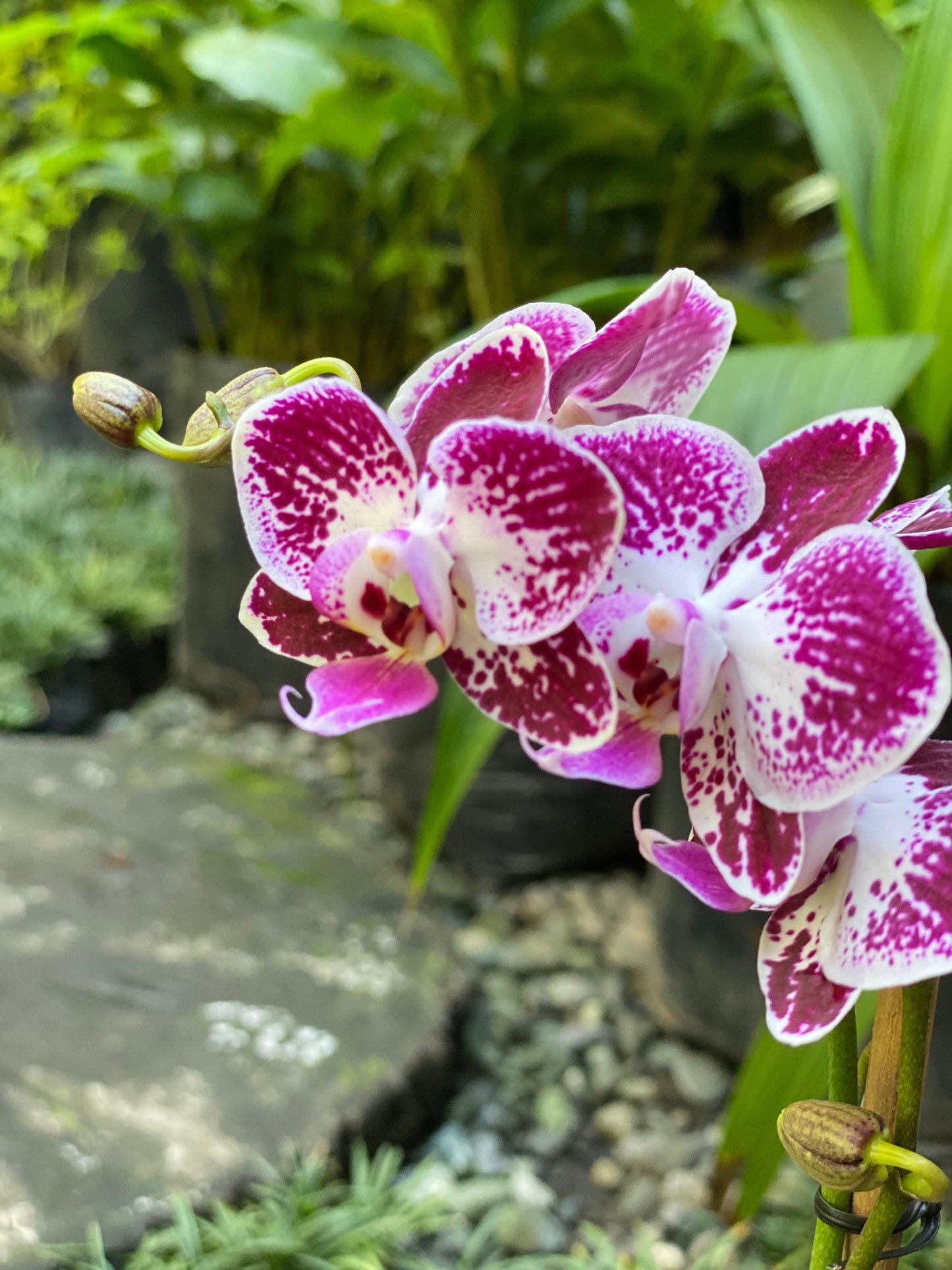 Orquídea Phalenopsis - Al Solar