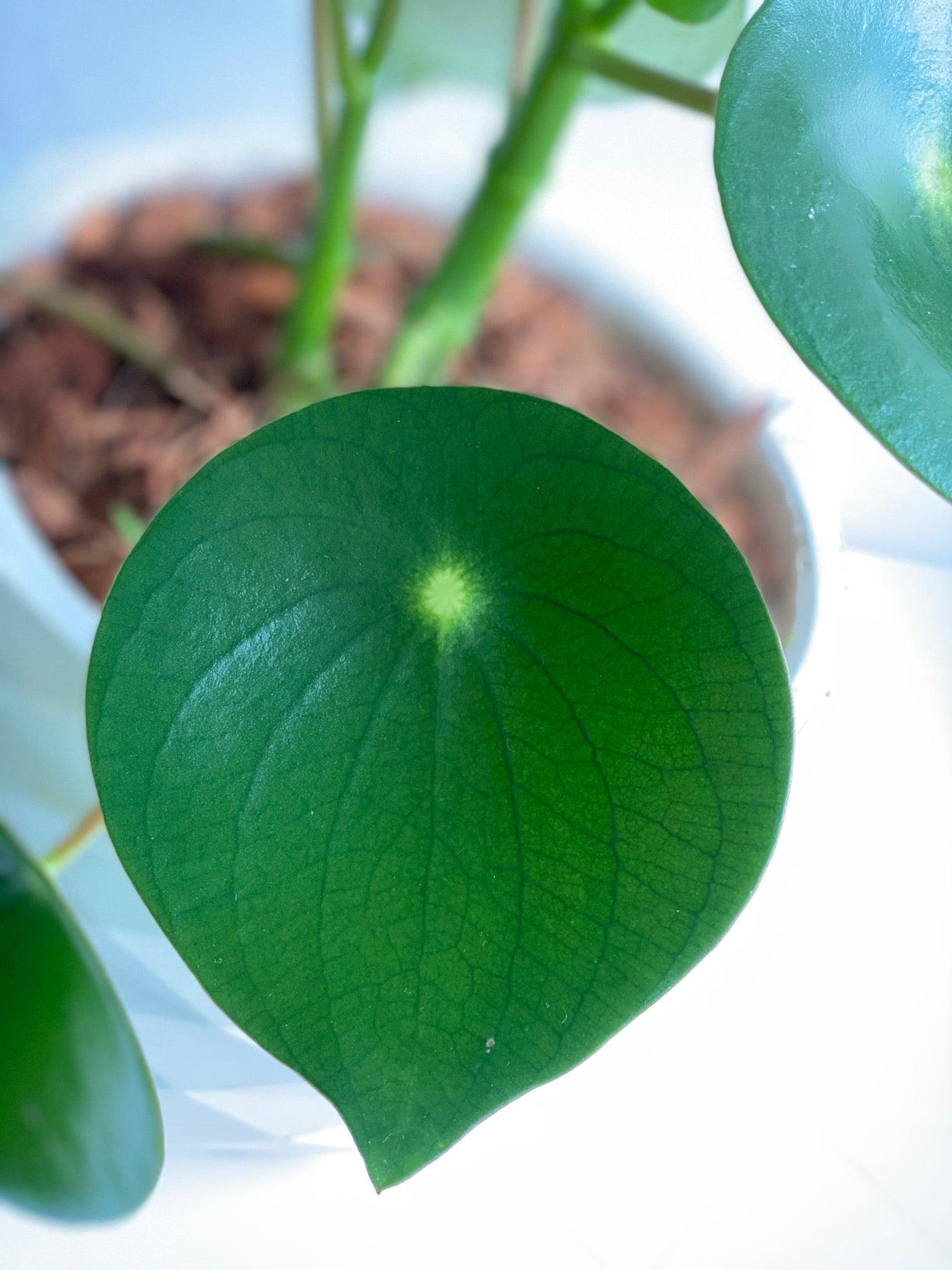 Peperomia Cucharita - Al Solar