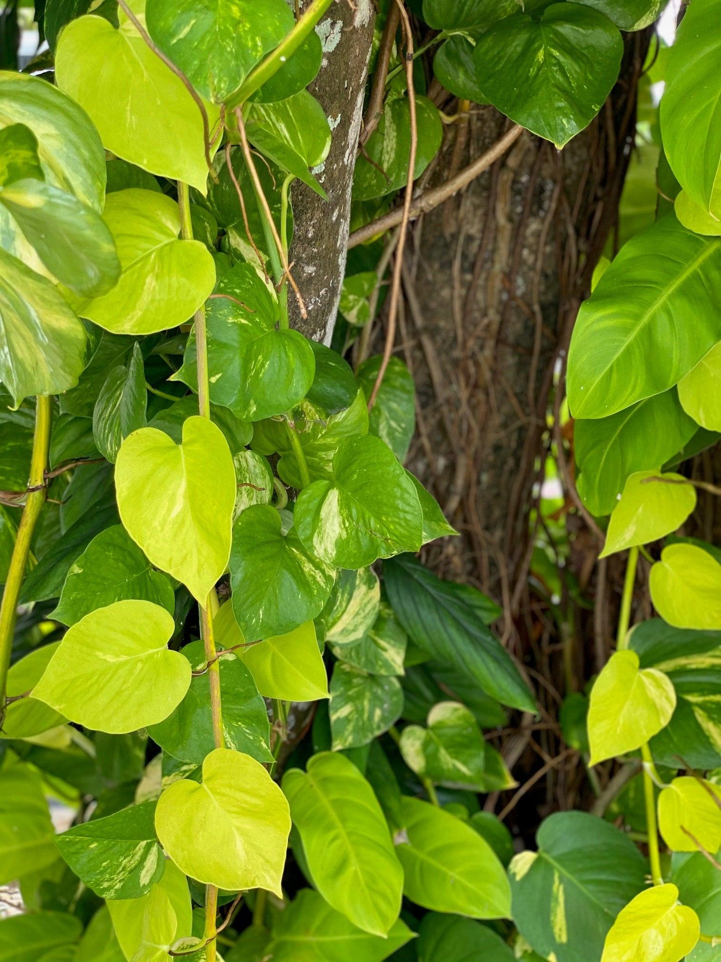 Philodendron Limón - Al Solar