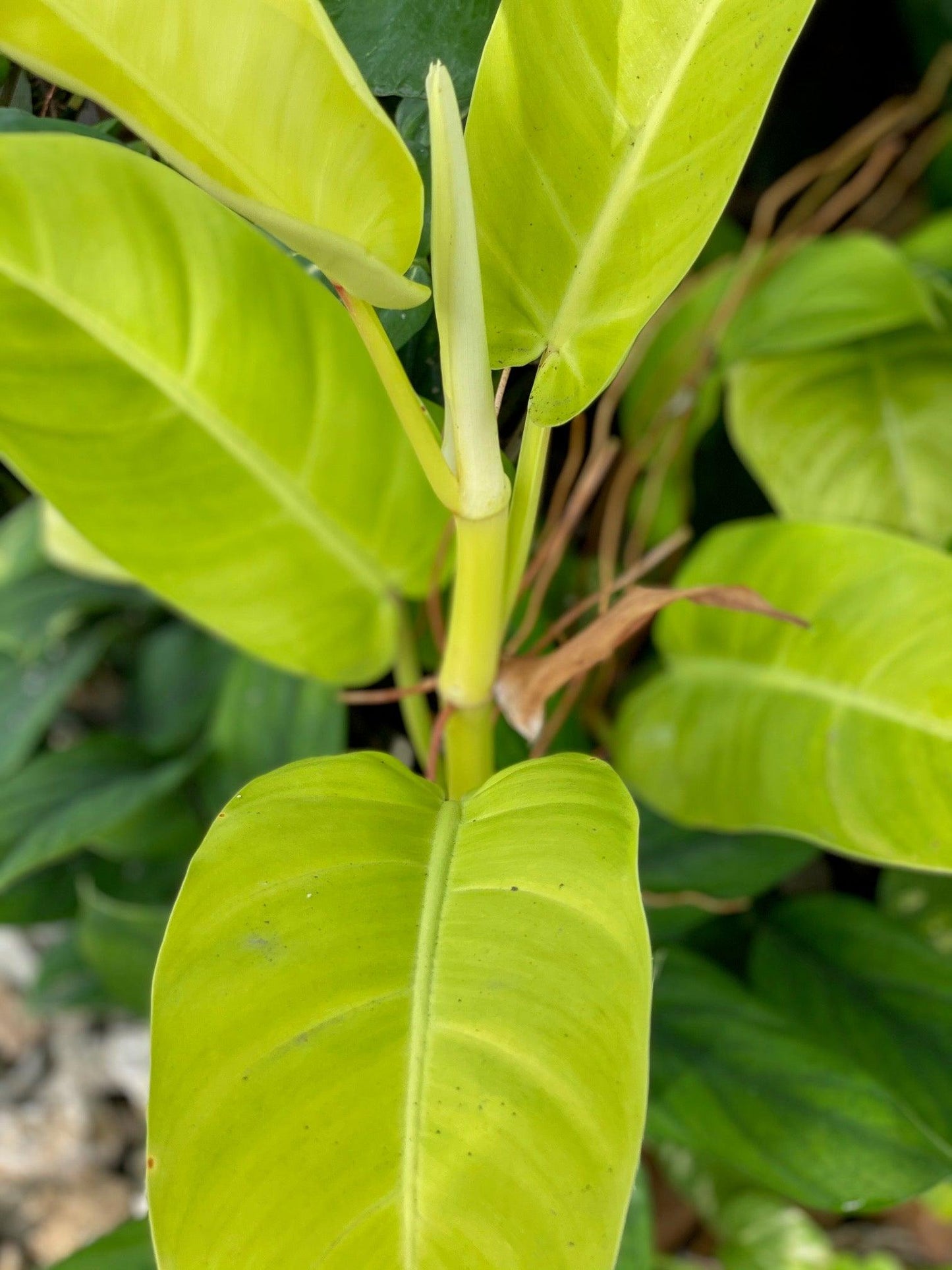Philodendron Limón - Al Solar