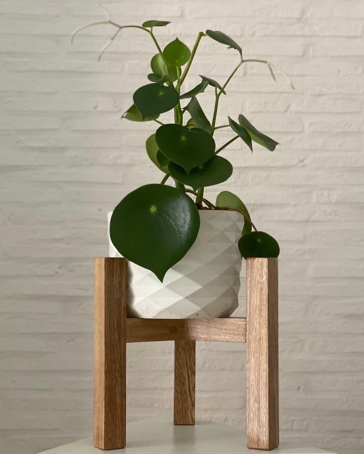 Peperomia Cucharita - Al Solar