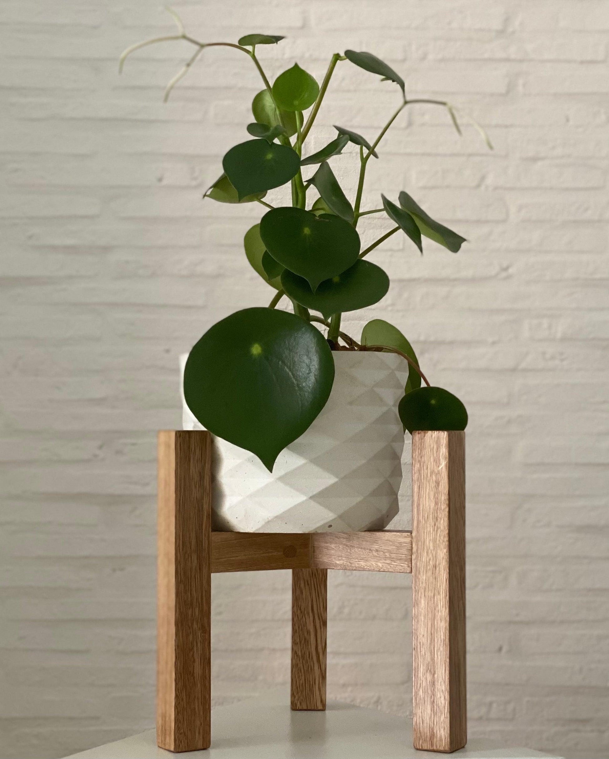 Peperomia Cucharita - Al Solar