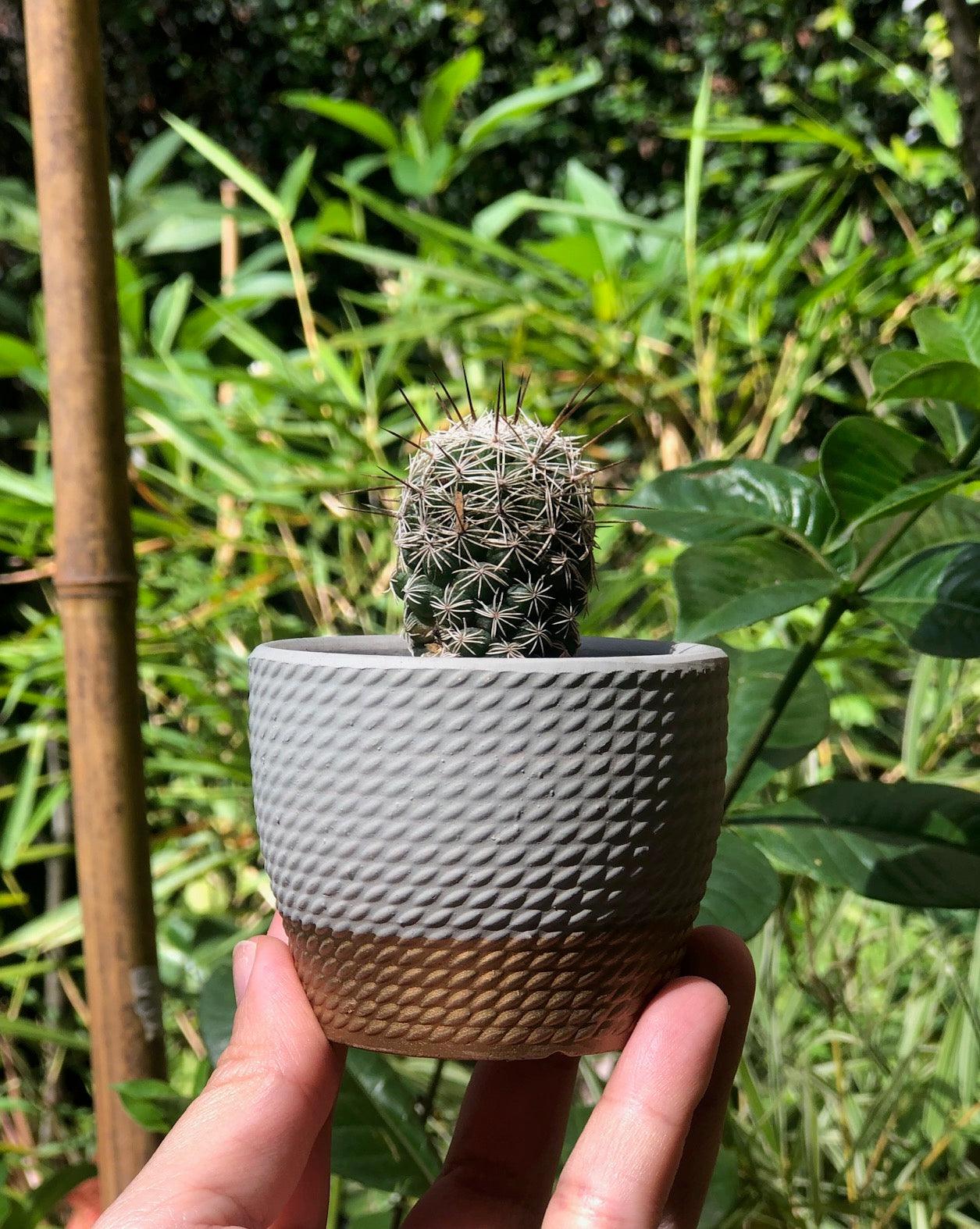 Cactus variados - Al Solar