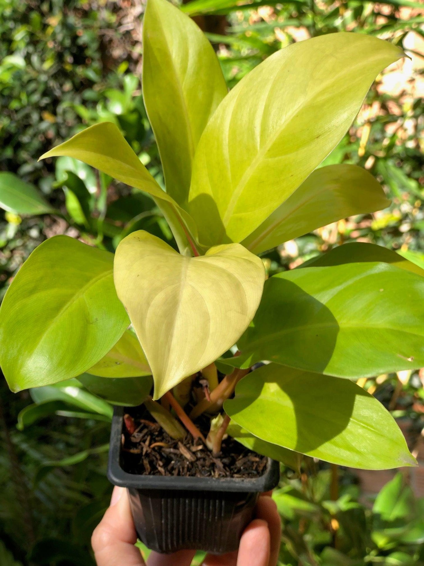 Philodendron Limón - Al Solar