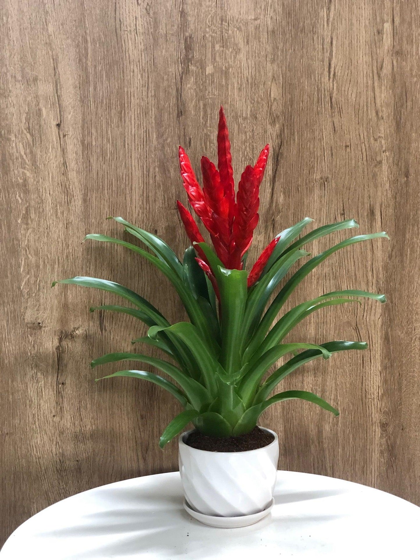 Bromelia Vriesea - Al Solar