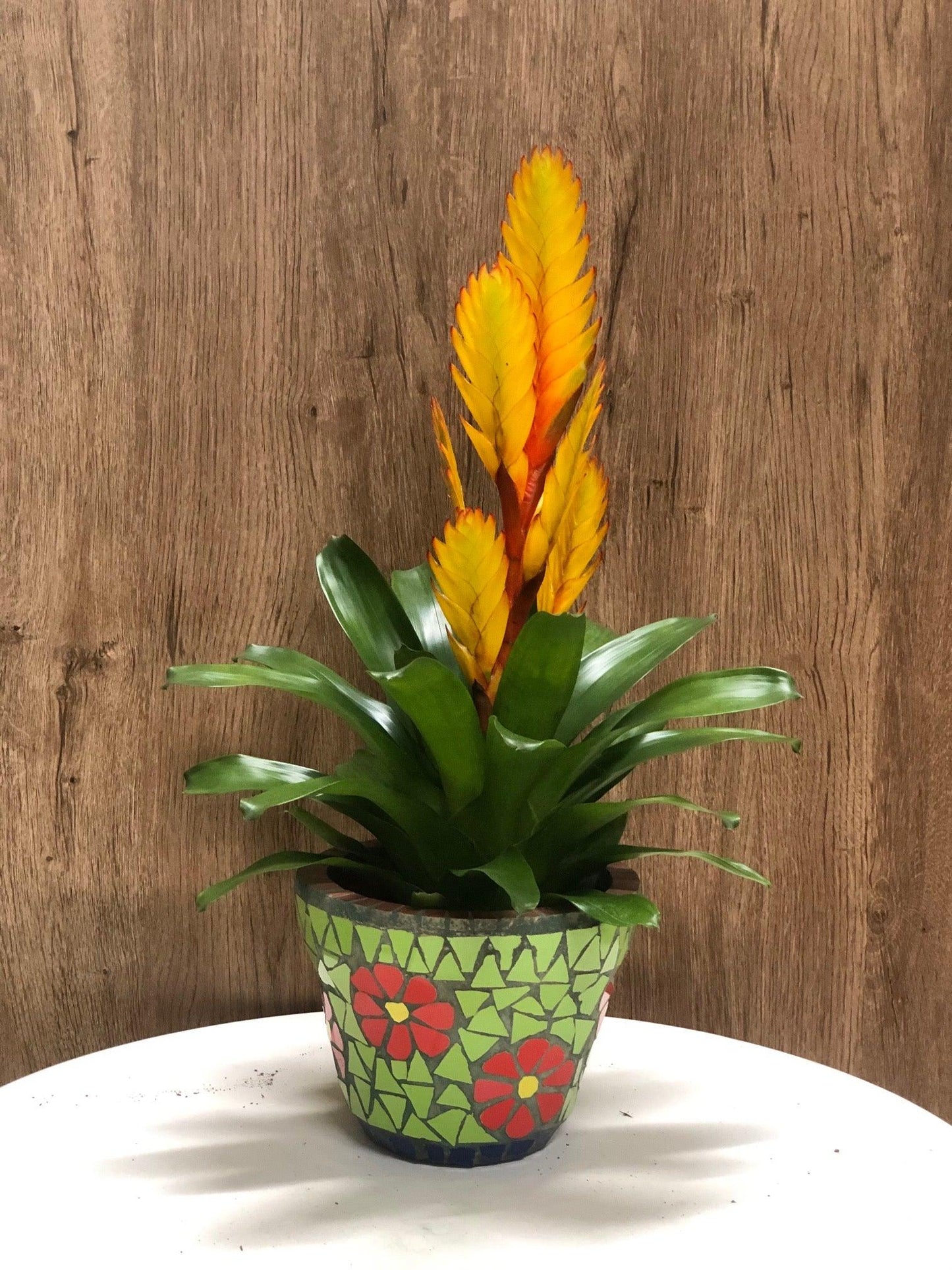 Bromelia Vriesea - Al Solar
