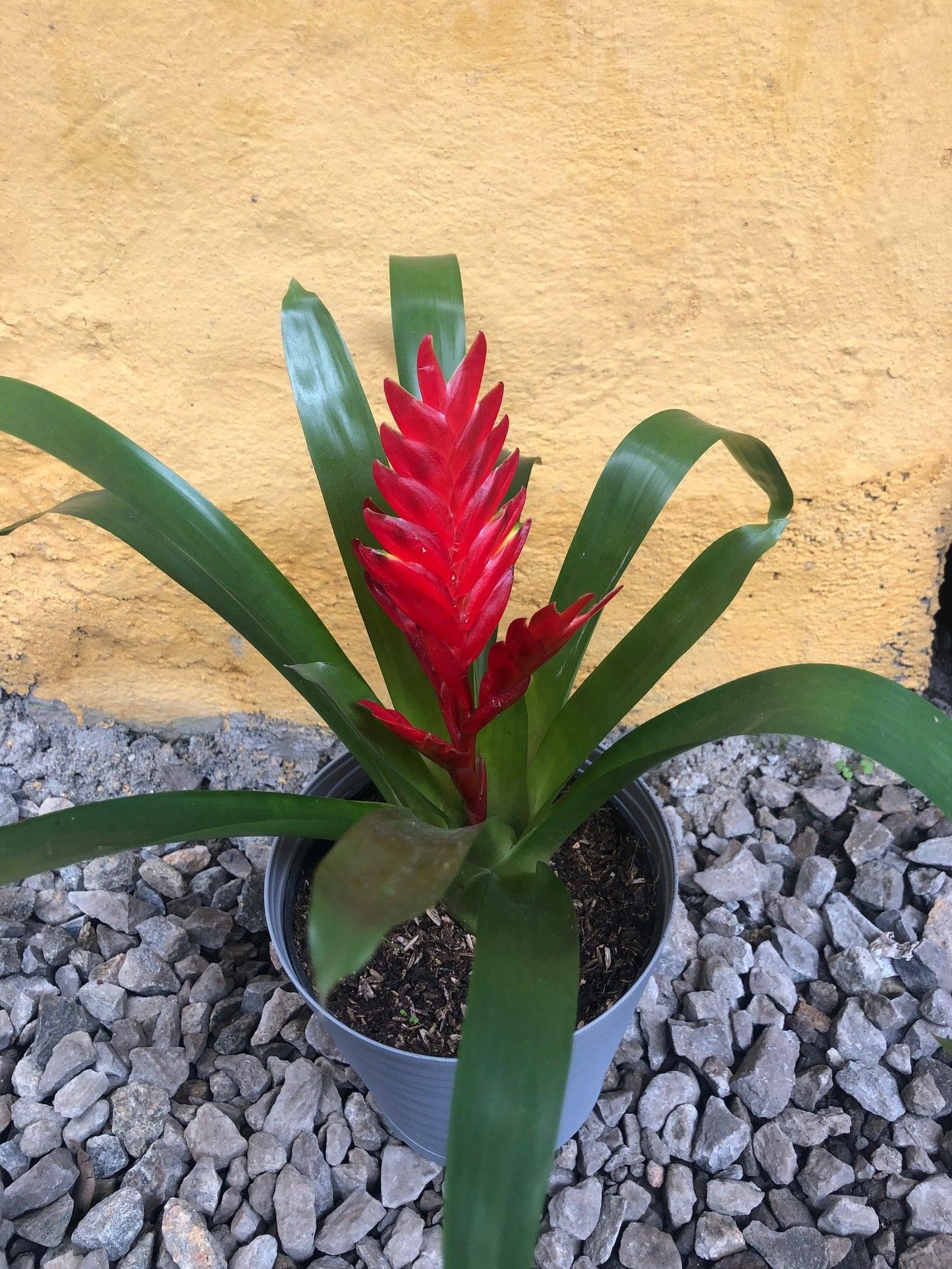 Bromelia Vriesea - Al Solar