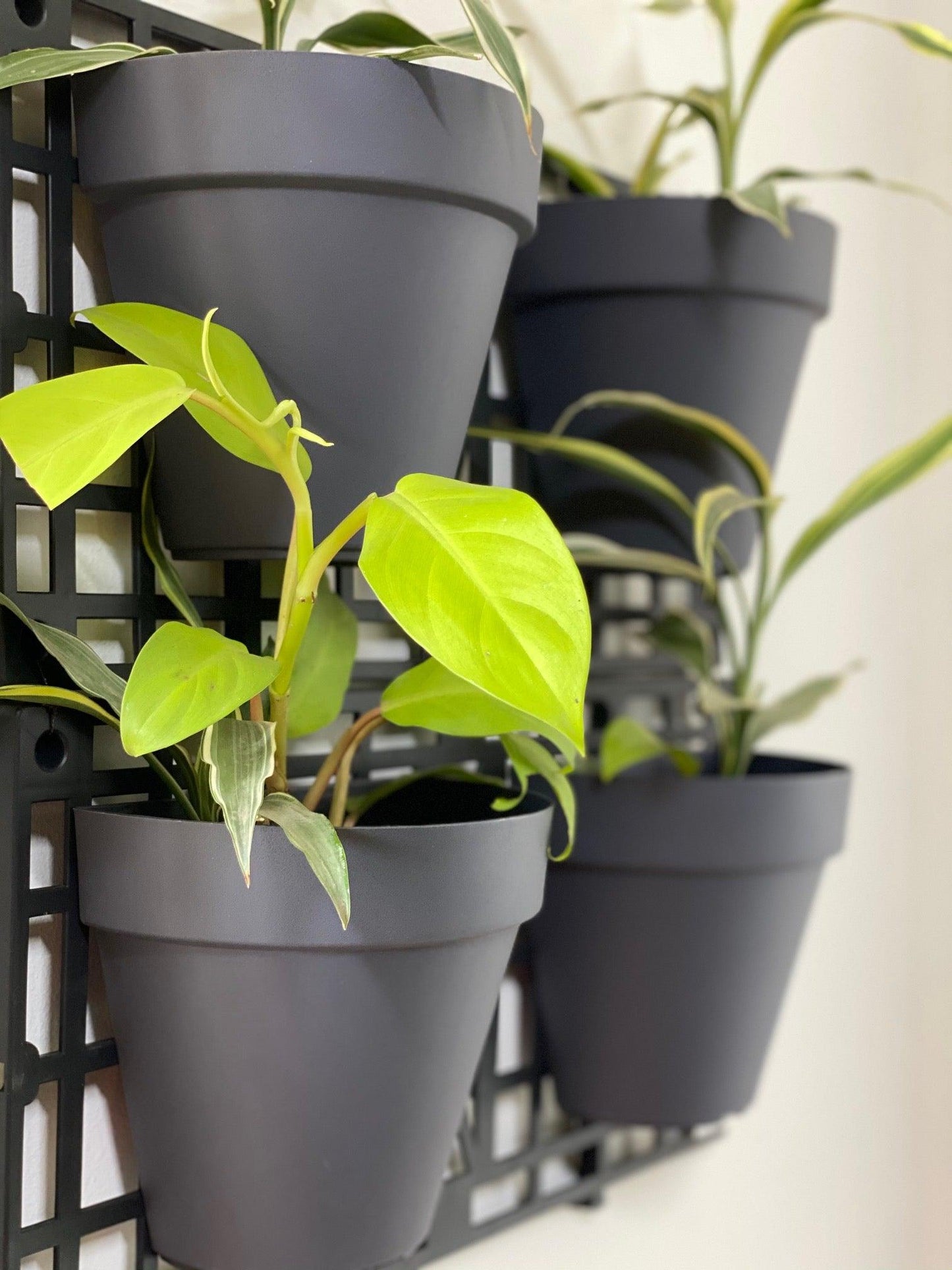 Philodendron Limón - Al Solar