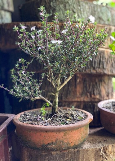 Bonsai | Al Solar Vivero
