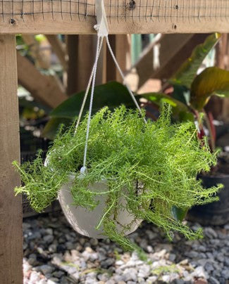 Suculentas colgantes: Belleza al aire libre | Al Solar Vivero