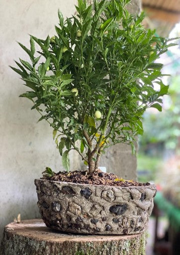 Bonsai | Al Solar Vivero
