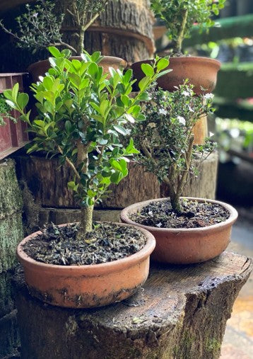 Bonsai | Al Solar Vivero
