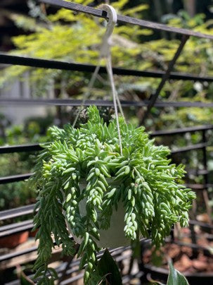 Suculentas colgantes: Belleza al aire libre | Al Solar Vivero