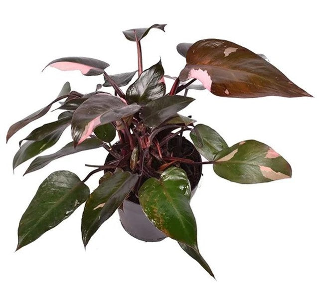 Philodendron pink princess | Al Solar