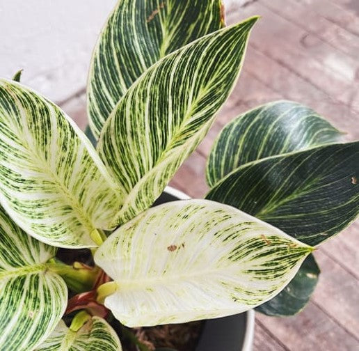 Philodendron birkin - Al Solar