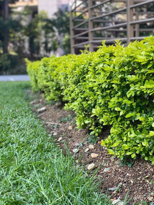 Duranta limón - Al Solar