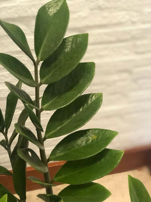 Zamioculca | Al Solar Vivero