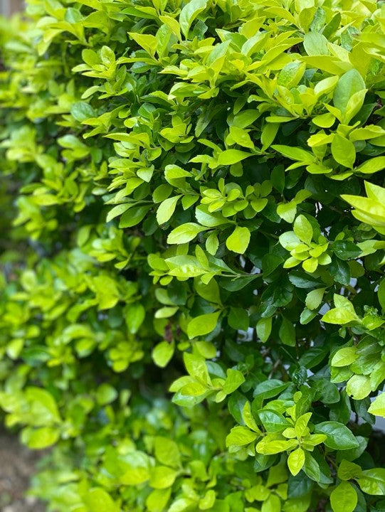 Duranta limón - Al Solar