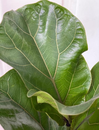 Ficus Pandurata - Al Solar