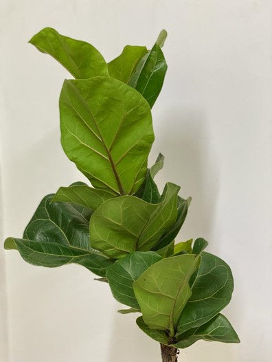 Ficus Pandurata - Al Solar