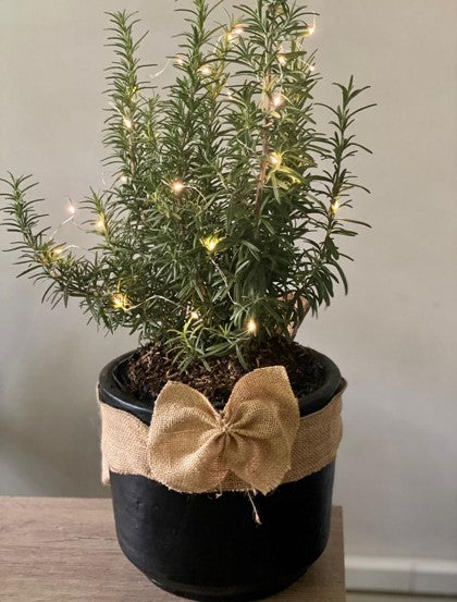 Romero como pino navideño - Al Solar