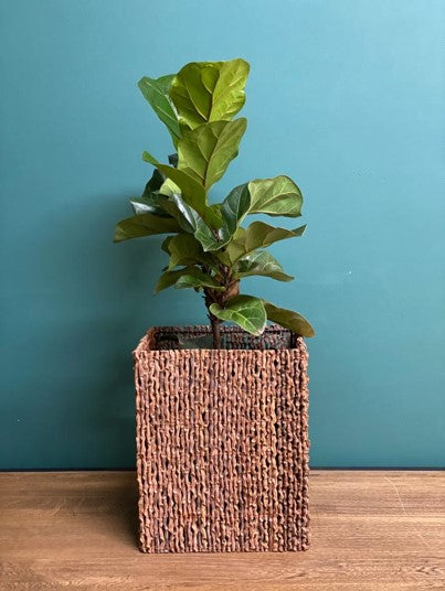 Ficus Pandurata - Al Solar