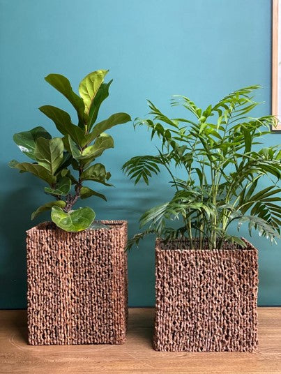 Ficus Pandurata - Al Solar