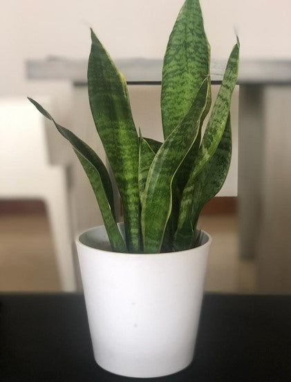 fotos de la planta sansevieria Lengua de suegra o Sansevieria
