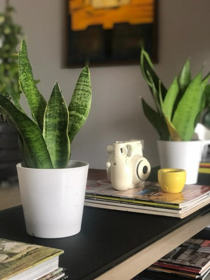 Lengua de suegra o Sansevieria - Al Solar