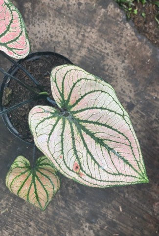 Caladium - Al Solar