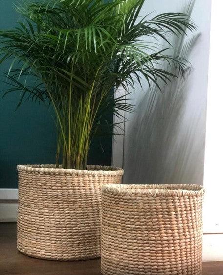 Palma Areca - Al Solar