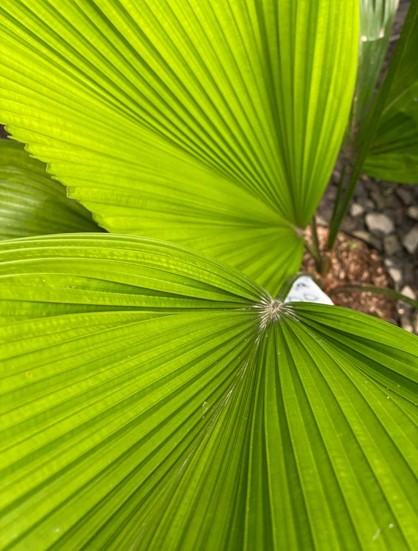 Palma Licuala: Cuidados y Exotismo Verde | Al Solar Vivero